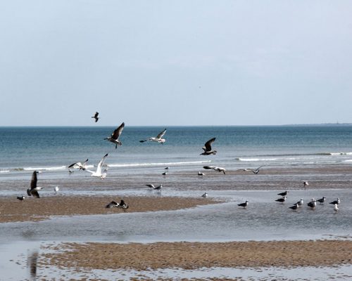 Mouettes