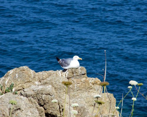 Mouette sur une falaise